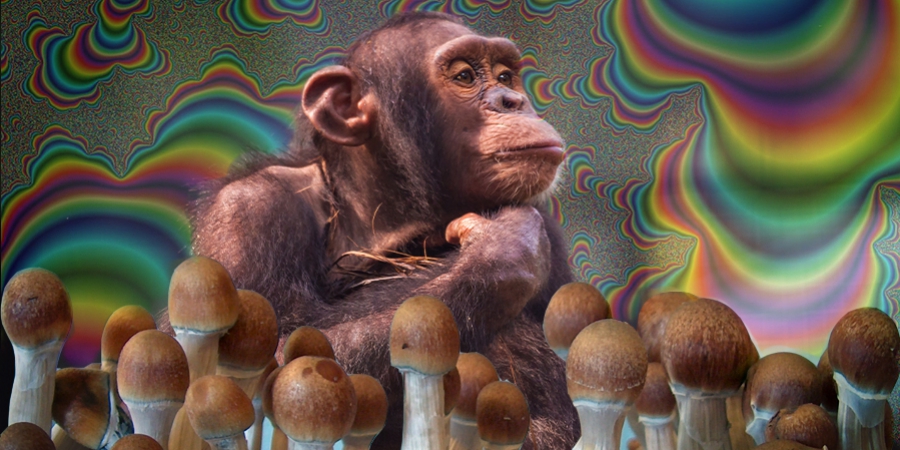¿Qué es la teoría del mono dopado y por qué es importante?
