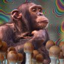 ¿Qué es la teoría del mono dopado y por qué es importante?